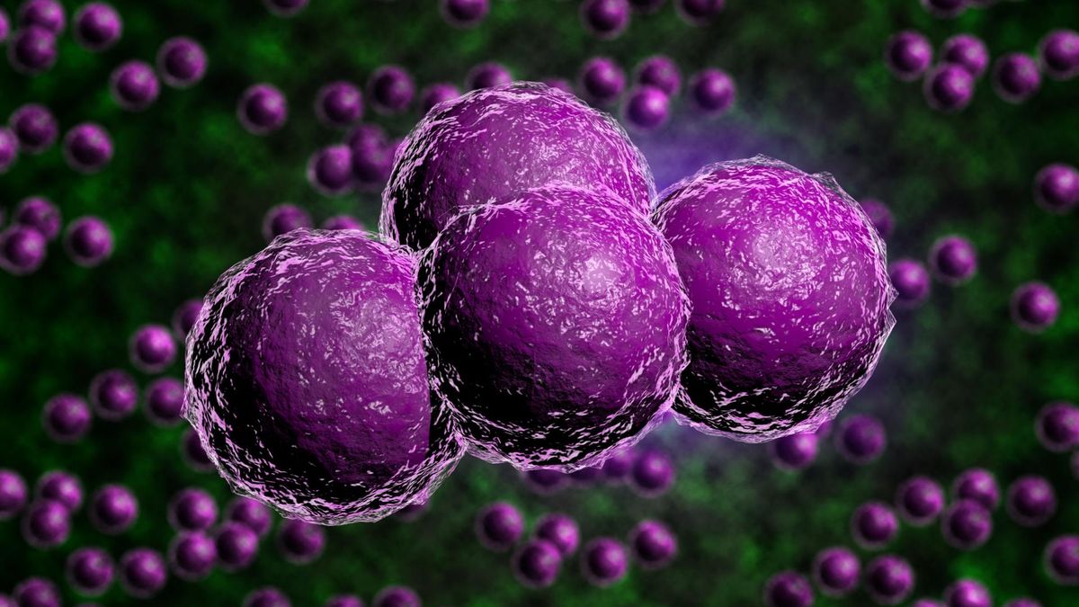 Gronkowiec złocisty – objawy i leczenie