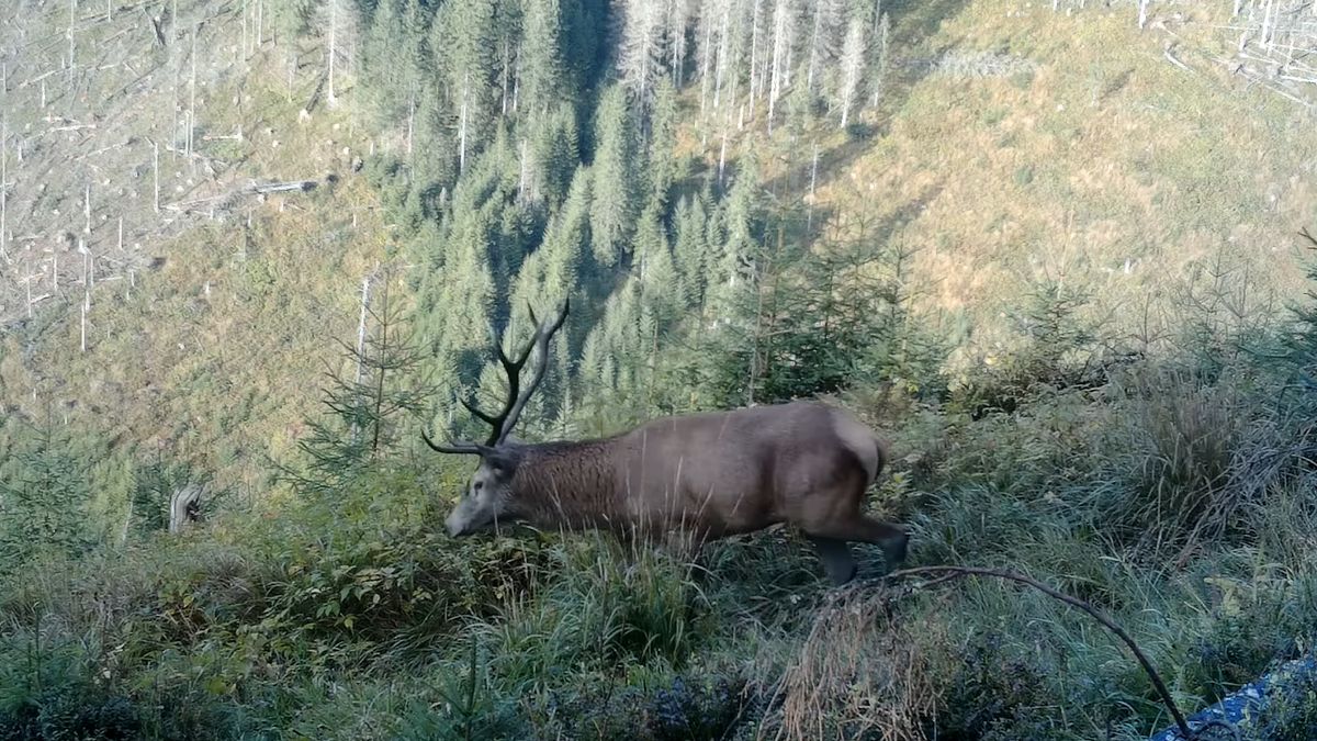 W Tatrach rozpoczyna się tradycyjny okres rykowiska jeleni.