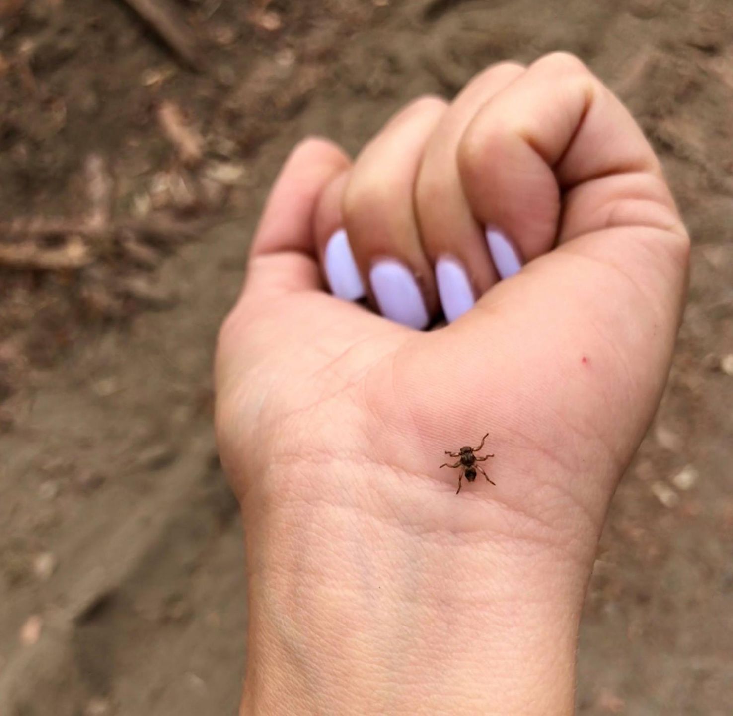 Strzyżak jeleni przypomina kleszcza