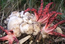 "Palce diabła" w małopolskim lesie. To gatunek z Australii