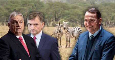 Zebry Orbana zniknęły? Sikorski sugeruję by Ziobro ich poszukał