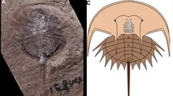 Mózg zwierzęcia sprzed 310 milionów lat. Wyjątkowe okrycie naukowców w USA