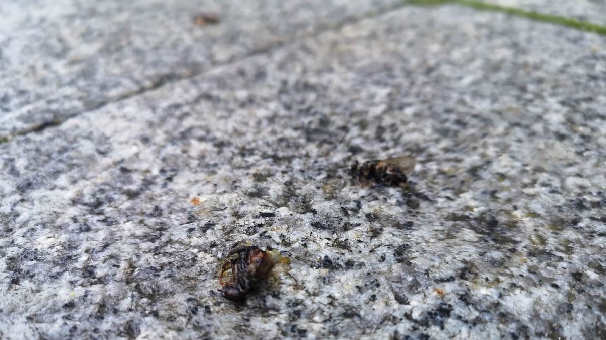 Padłe pszczoły na chodniku przy CSK