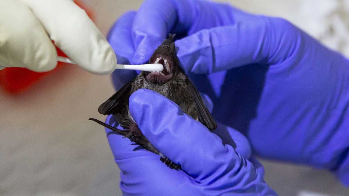 Naukowcy intensywnie poszukują "nietoperza zero".