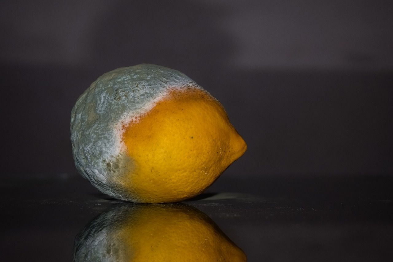 Pleśń 
