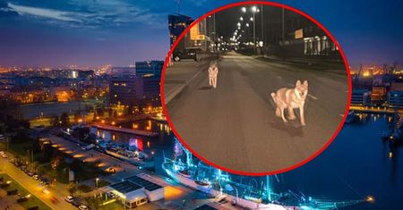 Nietypowy widok w polskim mieście. Zajście wywołało konsternację
