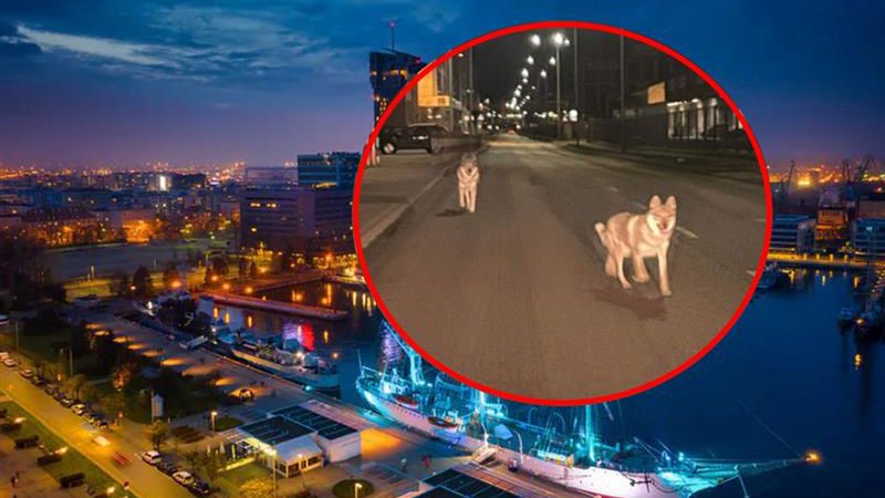 W Gdyni widziano psy przypominające wilki 
