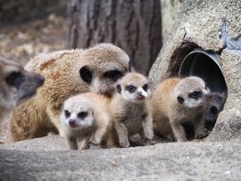 Rodzina surykatek powiększyła się. Warszawskie zoo świętuje