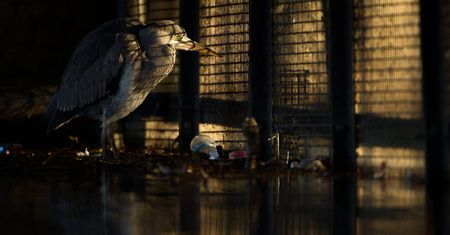 British Wildlife Photography Awards 2019: zdumiewające zdjęcia przyrody