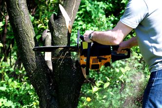 Gałęzie od sąsiada "wchodzą" na działkę? Przepisy mówią jasno