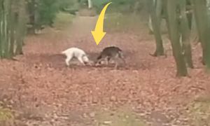 Co za pojedynek. Leśnicy pokazali nagranie z Puszczy Noteckiej