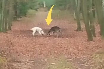 Co za pojedynek. Leśnicy pokazali nagranie z Puszczy Noteckiej