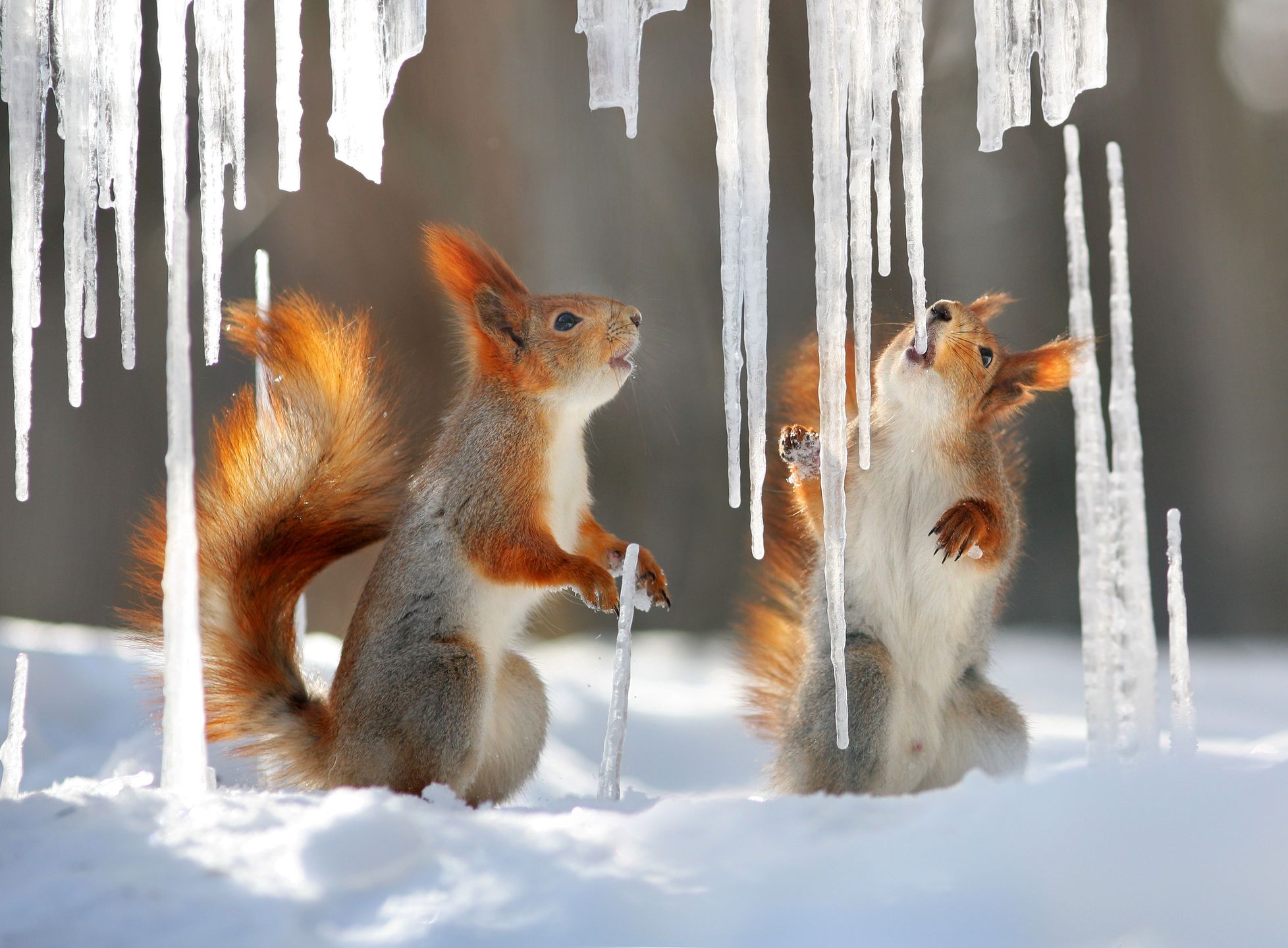 Wiewiórki poczuły zimę. Te zdjęcia poprawią ci humor! 2