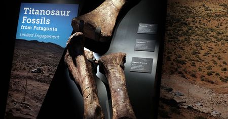 Gigantyczny dinozaur zniszczył drogę. Transport nie należał do łatwych