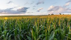 Lądziennica - czym jest, przyczyny, objawy, powikłania