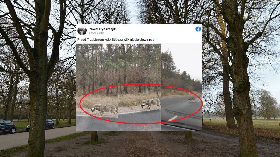 Trzebisz. Wilk niesie w pysku głowę psa