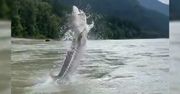 Jesiotr gigant w kanadyjskiej rzece. Wędkarze uchwycili kamerą spektakularny moment