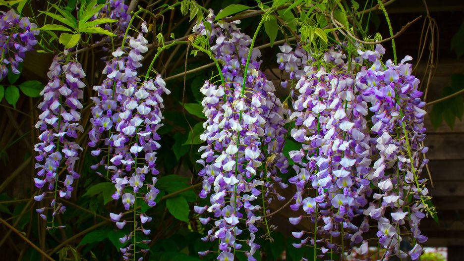 Wisteria jest ozdobą ogrodu