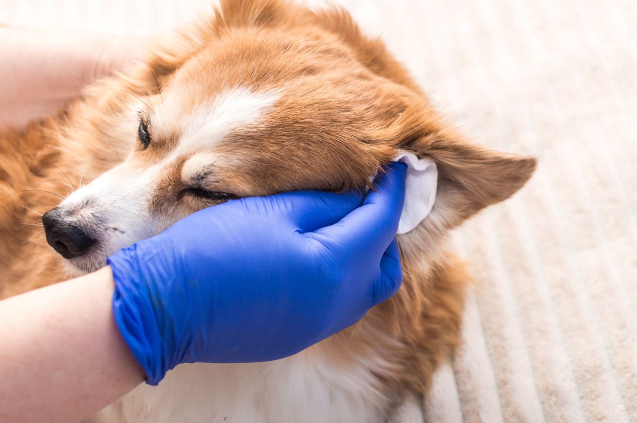 What should you use to clean dogs' ears?