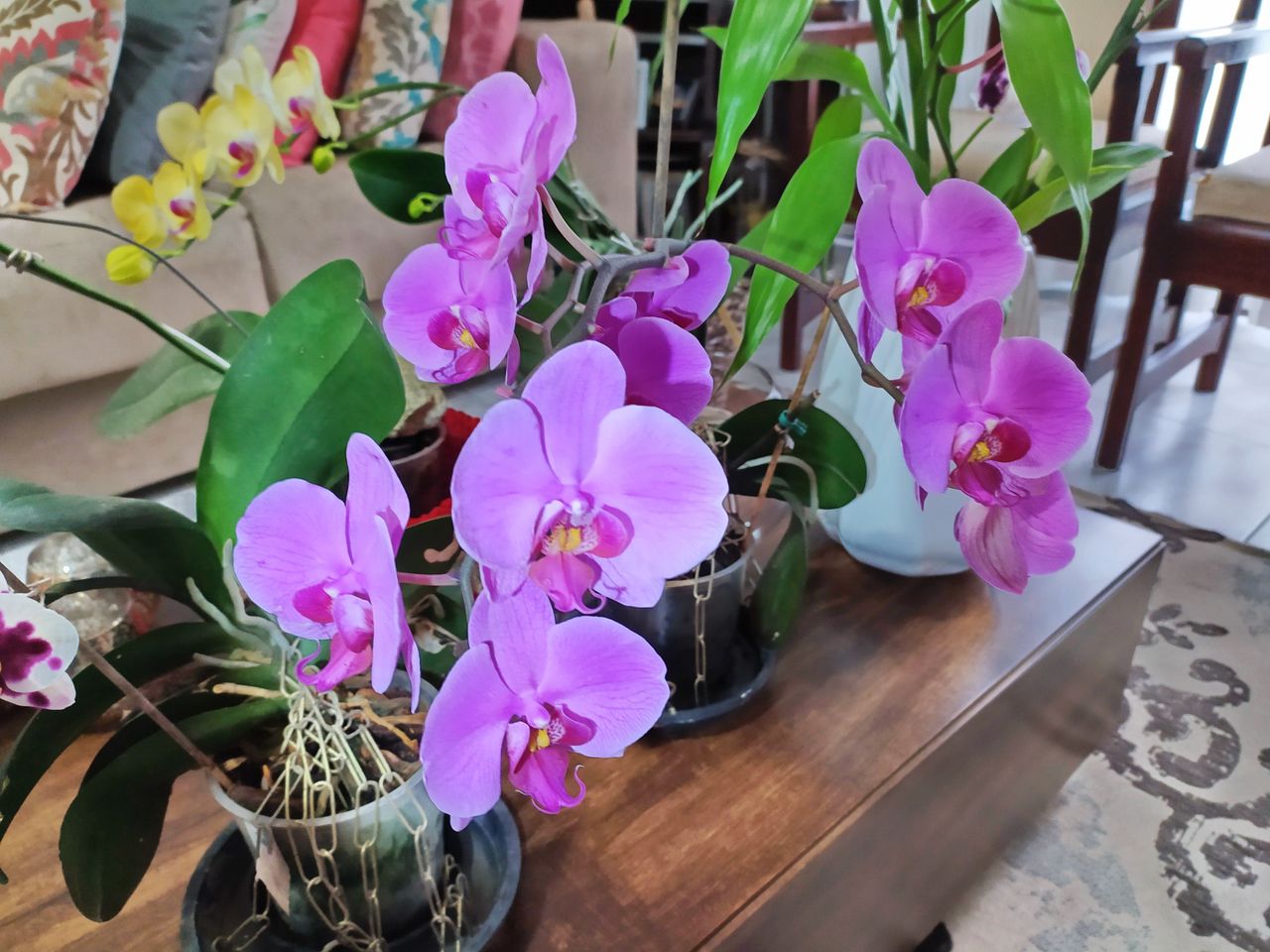 Mix with water and water your orchid. It will be teeming with flowers