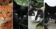Sekretne życie kotów. Dzięki technologii poznajemy tajemnice domowych zwierzaków