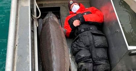Ma 100 lat i ponad 100 kg. "Prawdziwy potwór"
