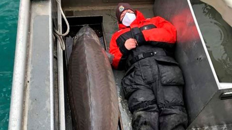 Ma 100 lat i ponad 100 kg. "Prawdziwy potwór"