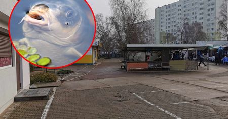 Handel żywym karpiem zamiera. "Są ogromne kary, to się nie opłaca"