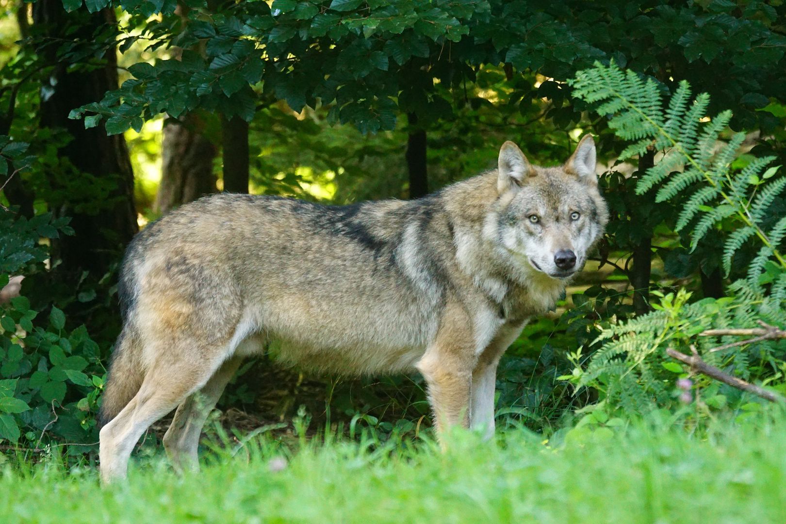 Problem z wilkami na Podlasiu. Chcą zgody na odstrzał drapieżników