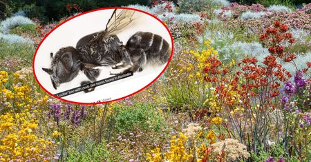 Pszczoła z "diabelskimi rogami". Niezwykłe odkrycie w Australii