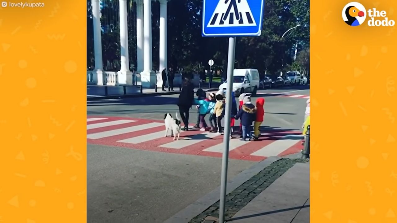 Pies czuwa nad bezpieczeństwem dzieci z Batumi