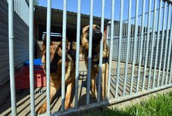 Warszawa. Trzaskowski oferuje pomoc schronisku