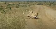 Zasadzka lwów na guźca. Nagranie turystki z safari w RPA