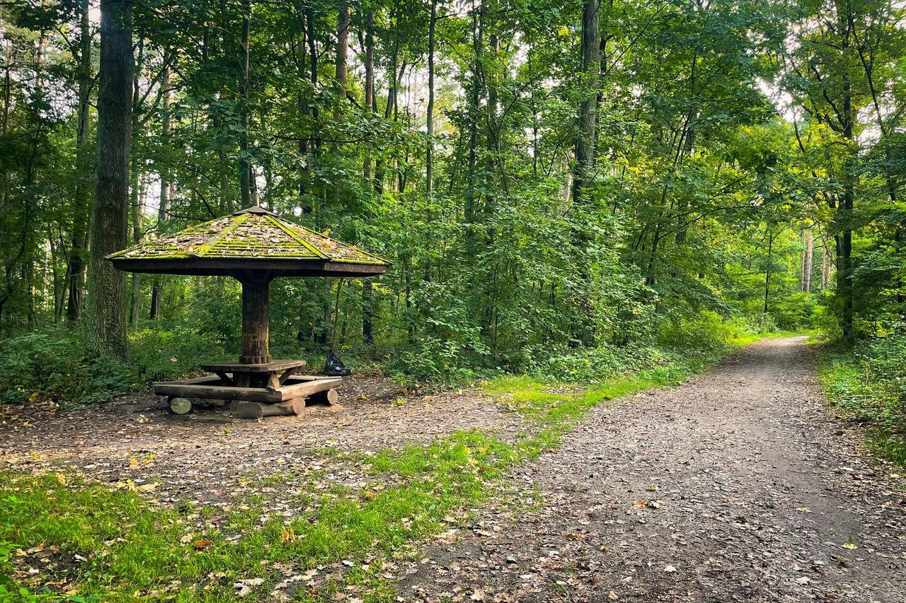Sejm zmienia przepisy o lasach. Suwerenna Polska dopięła swego