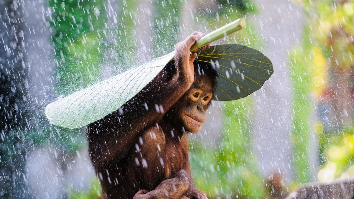 Oto najlepsze zdjęcia zgłoszone dotychczas w Sony World Photography Awards 2015 1