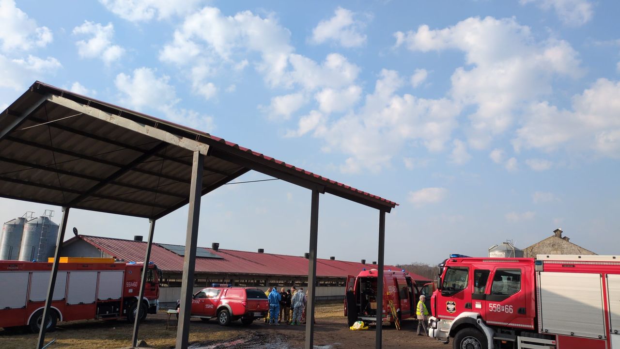 Kruszki: W jednym z gospodarstw padło około 230 świń