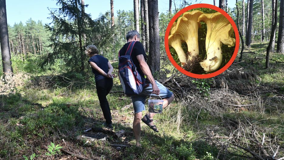 W polskich lasach grzybów mało. Najprędzej znaleźć można stanowiska pieprznika jadalnego, popularnie zwanego kurką