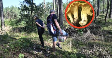 Trudne lato dla grzybiarzy. Mówią wprost, co jest problemem