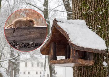 Sukces leśników. Uchwycili ją na nagraniu