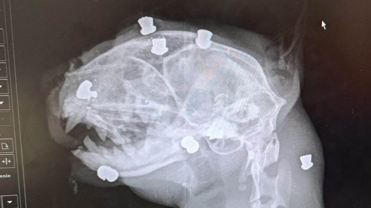 Zrobili z kota żywą tarczę