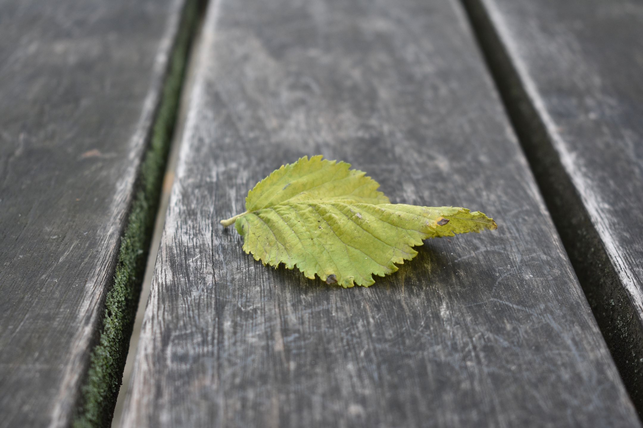 Nikon D3400 - test lustrzanki dla każdego 43