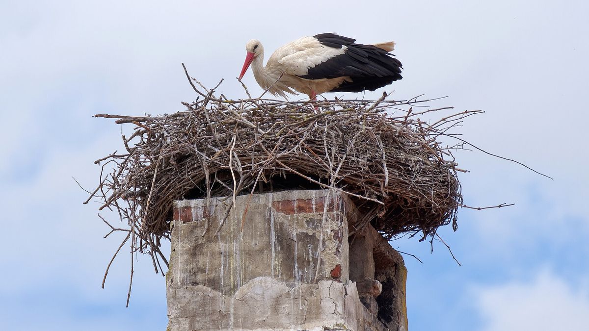 Bociany w Bawarii umierają.