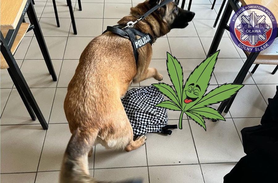 Policyjny pies wywąchał marihuanę na lekcji profilaktyki