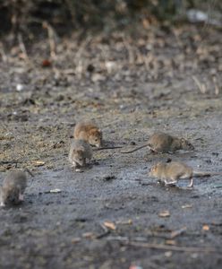 Plaga szczurów. Mogą przewyższać liczbę mieszkańców