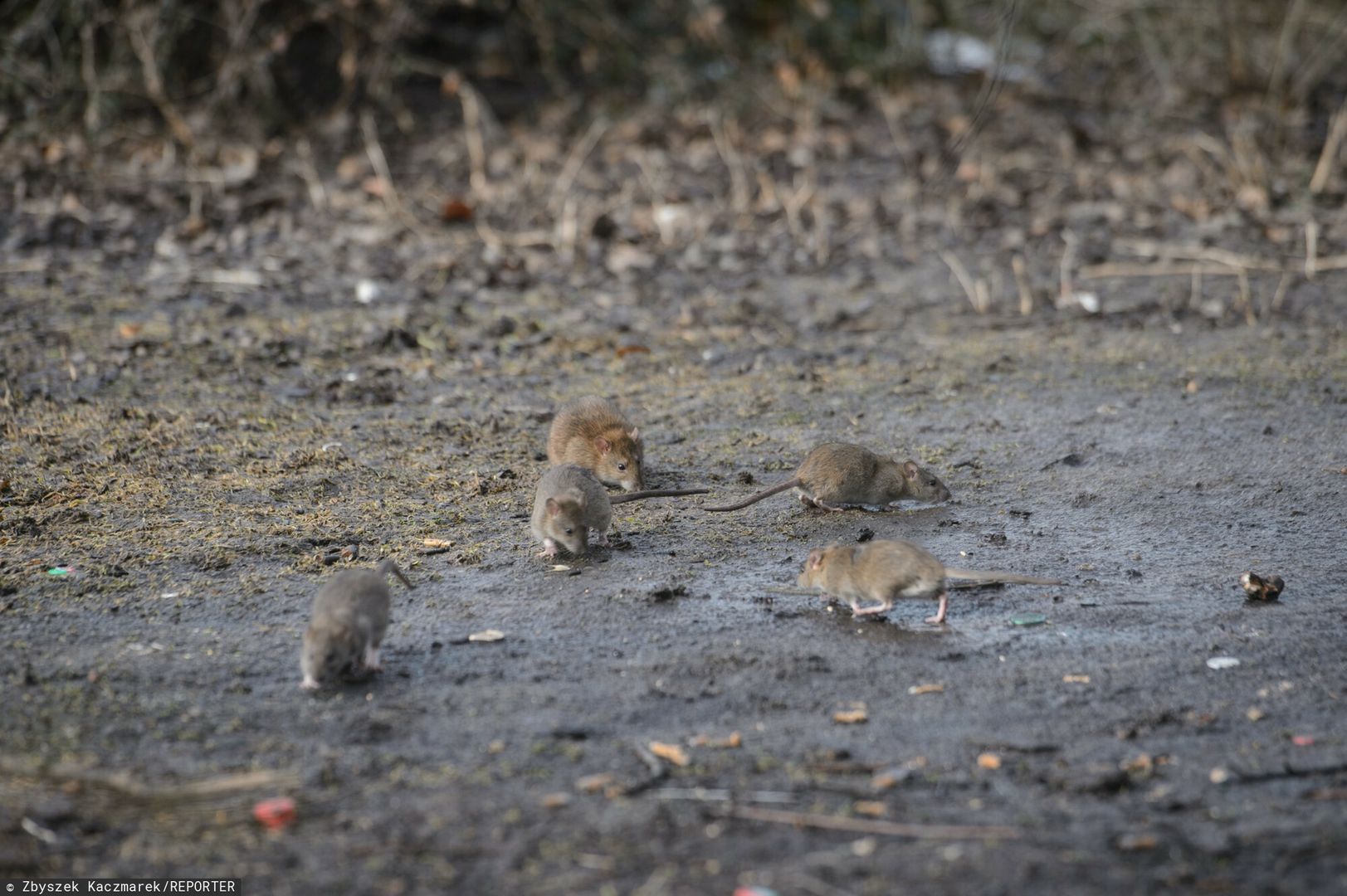 Plaga szczurów. Mogą przewyższać liczbę mieszkańców