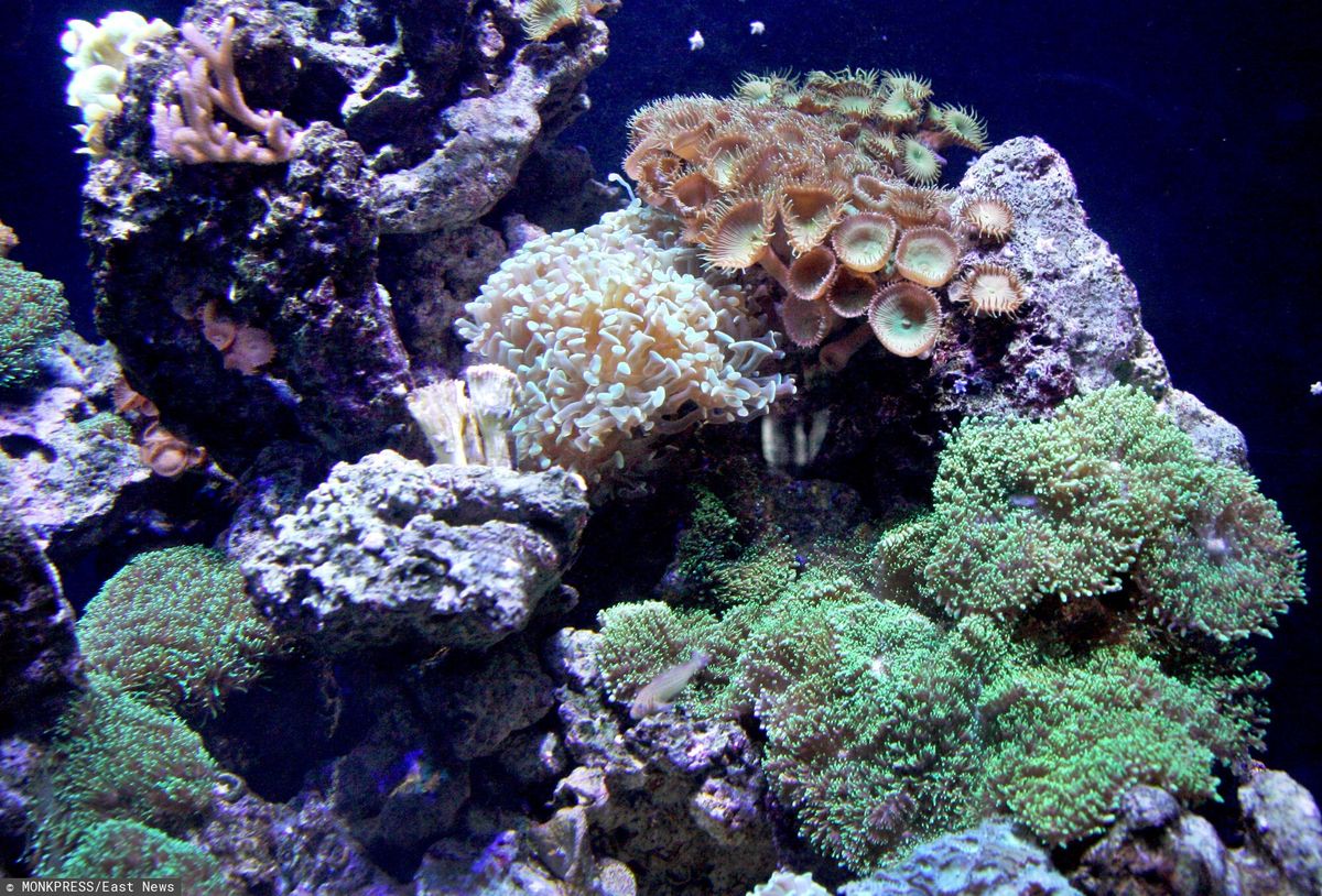 Przewożenie przez granicę kawałków rafy koralowej jest nielegalne 