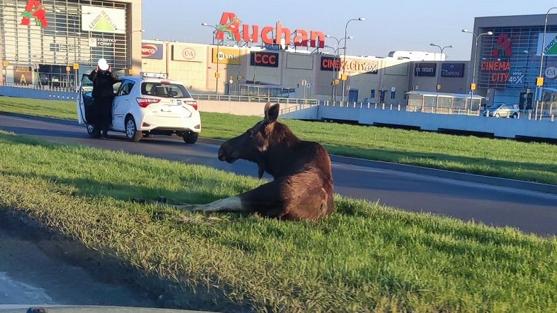 Potrącony łoś na al. Witosa w Lublinie