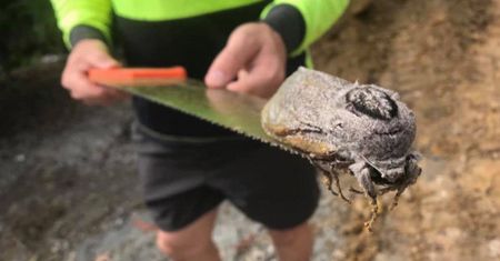 Rozmiary stworzenia mogą zmylić. Nie uwierzysz, co przedstawia ta fotografia
