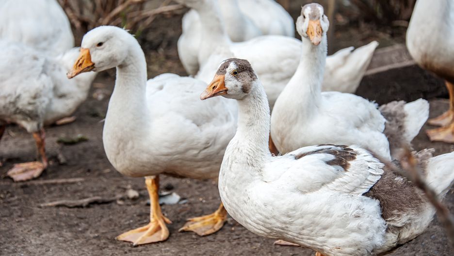 Nowe ognisko grypy ptaków. Ginie mnóstwo zwierząt
