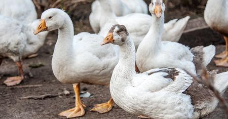 Nowe ognisko grypy ptaków na Dolnym Śląsku. Masa zwierząt do wybicia